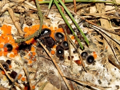 Pseudombrophila guldeniae