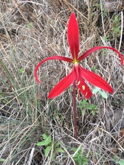 Sprekelia formosissima