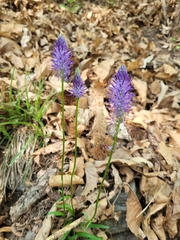 Phyteuma betonicifolium