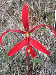 Sprekelia formosissima