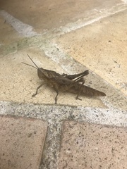 Xyleus discoideus rosulentus