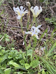 Iris pallida