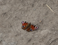 Aglais io io