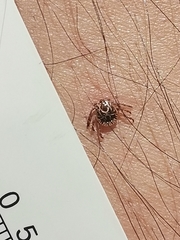 Amblyomma cajennense