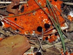 Pseudombrophila guldeniae