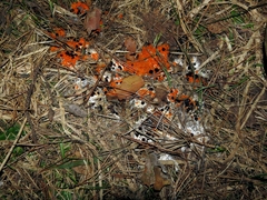 Pseudombrophila guldeniae