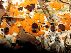 Pseudombrophila guldeniae