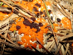 Pseudombrophila guldeniae