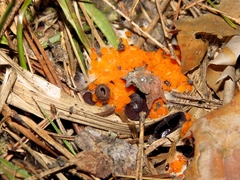 Pseudombrophila guldeniae