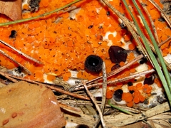 Pseudombrophila guldeniae