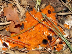 Pseudombrophila guldeniae