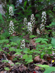 Tiarella austrina