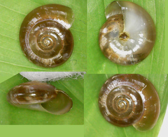 Oxychilus translucidus