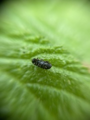 Hylastes cunicularius