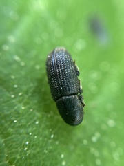 Hylastes cunicularius