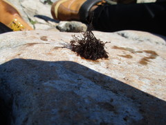 Vertebrata lanosa
