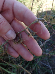 Dipcadi brevifolium