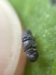 Hylastes cunicularius