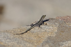 Platysaurus intermedius subniger