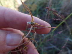 Dipcadi brevifolium