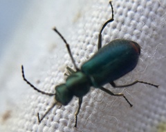 Cordylepherus viridis