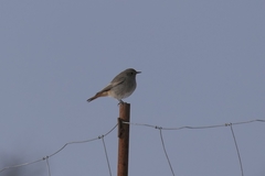 Phoenicurus ochruros