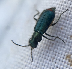 Cordylepherus viridis