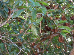 Combretum mkuzense
