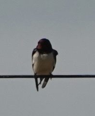 Hirundo rustica