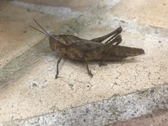 Xyleus discoideus rosulentus