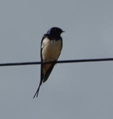 Hirundo rustica