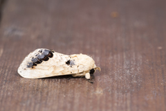 Phalera flavescens