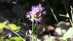 Allium bisceptrum