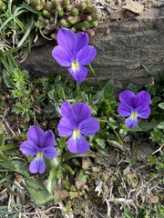 Viola bubanii
