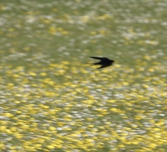 Hirundo rustica