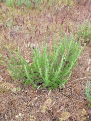 Artemisia pauciflora