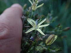 Wahlenbergia albens