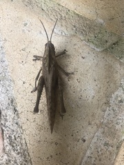 Xyleus discoideus rosulentus