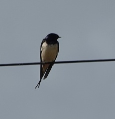 Hirundo rustica