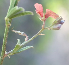 Indigofera priorii