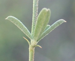 Indigofera priorii