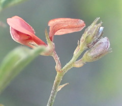 Indigofera priorii