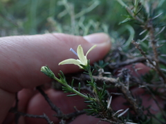 Wahlenbergia albens