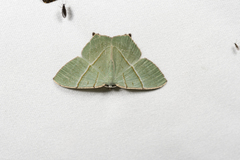 Neohipparchus vallata