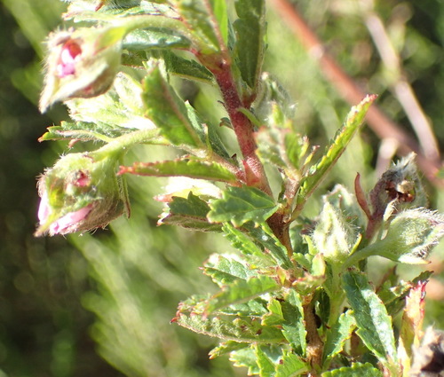 Image of Anisodontea triloba by (c) Nicola van Berkel, some rights reserved (CC BY-SA)