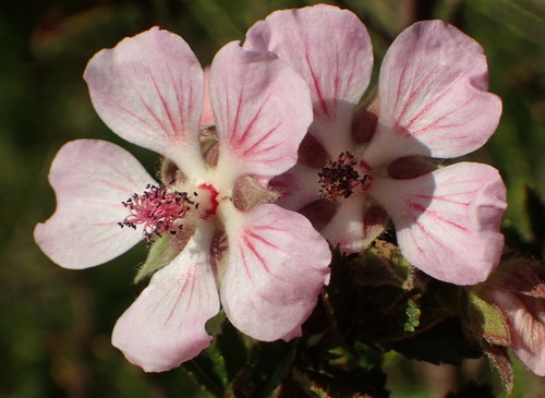 Image of Anisodontea triloba by (c) Nicola van Berkel, some rights reserved (CC BY-SA)