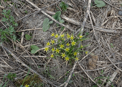 Gagea granulosa