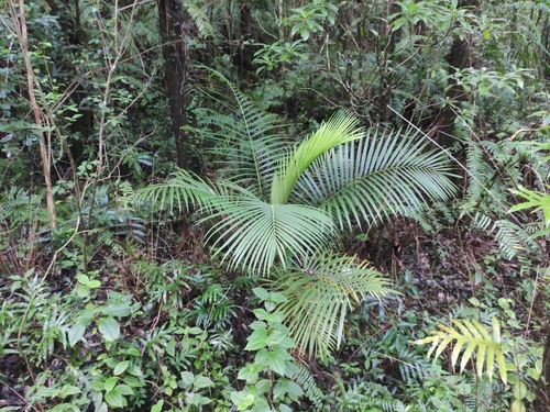Acanthophoenix rubra, photograph 2