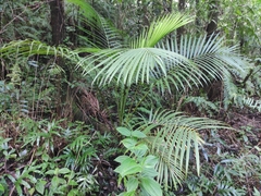 Acanthophoenix rubra