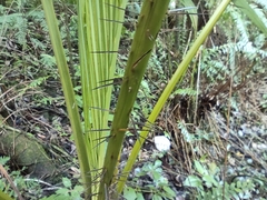 Acanthophoenix rubra